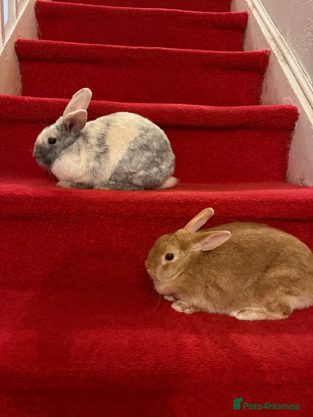 Mixed Breed rabbits for sale: Rabbit  - Advert 1