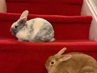 Mixed Breed rabbits Rabbit - Advert 2