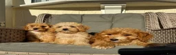 Cockapoo dogs for sale: F1 pra clear Cockapoos (council licensed) - Advert 6