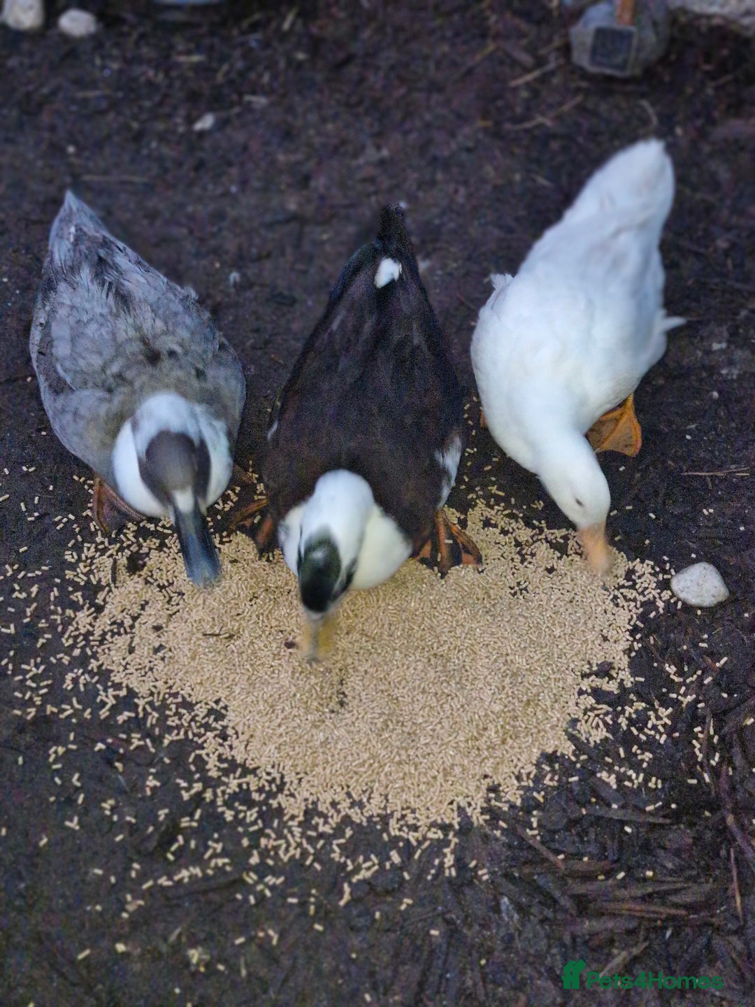 Ducks poultry for sale: 3 magpie ducks - Advert 2