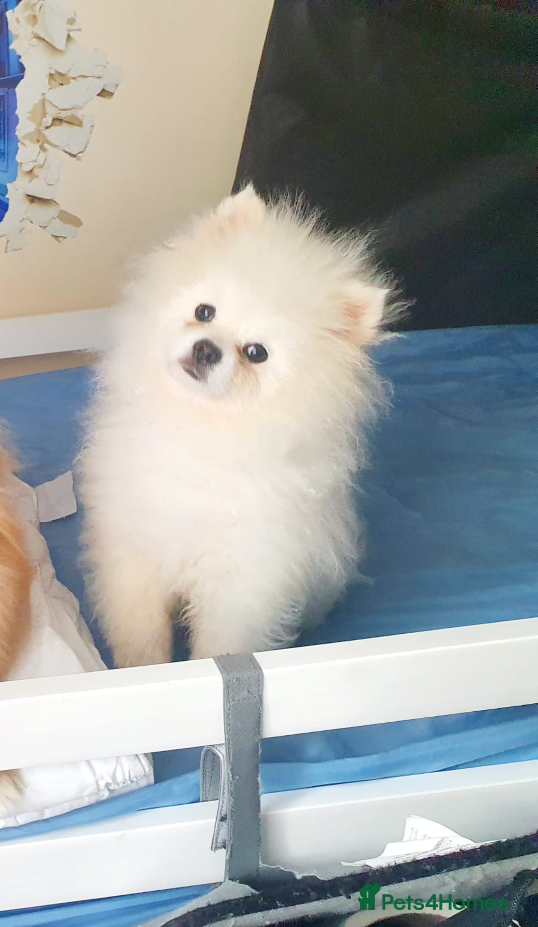 Pomeranian dogs for stud: Russian pure white stud in Manchester - Image 2