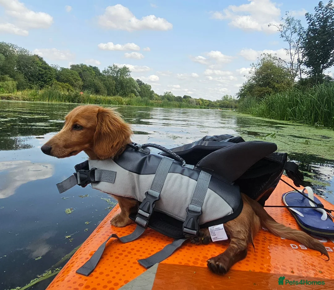 Miniature Dachshund dogs for stud: Stud Miniature Dachshund - Advert 4
