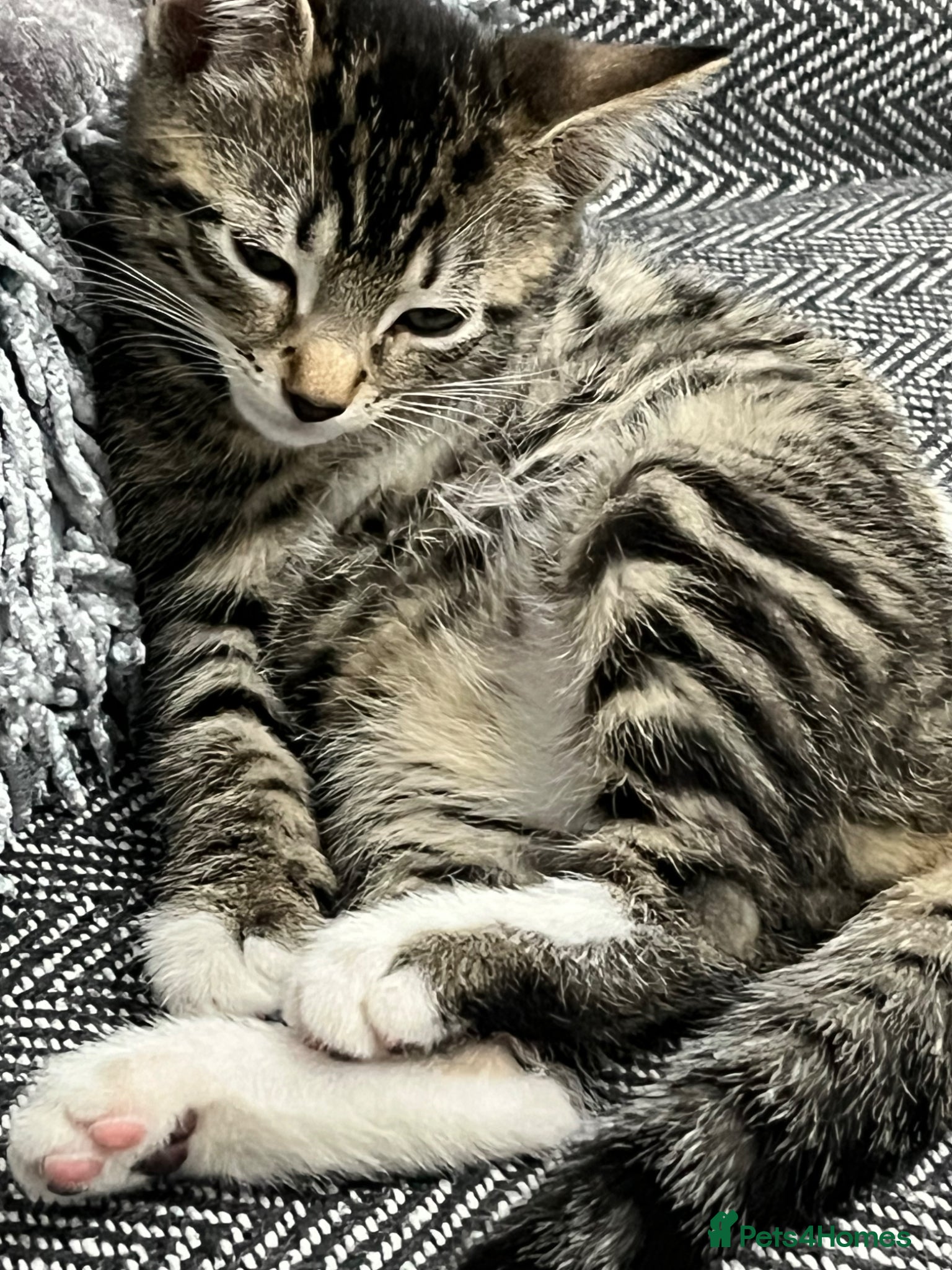 British Shorthair cats for sale: BEAUTIFUL FREE MALE KITTEN - Advert 4