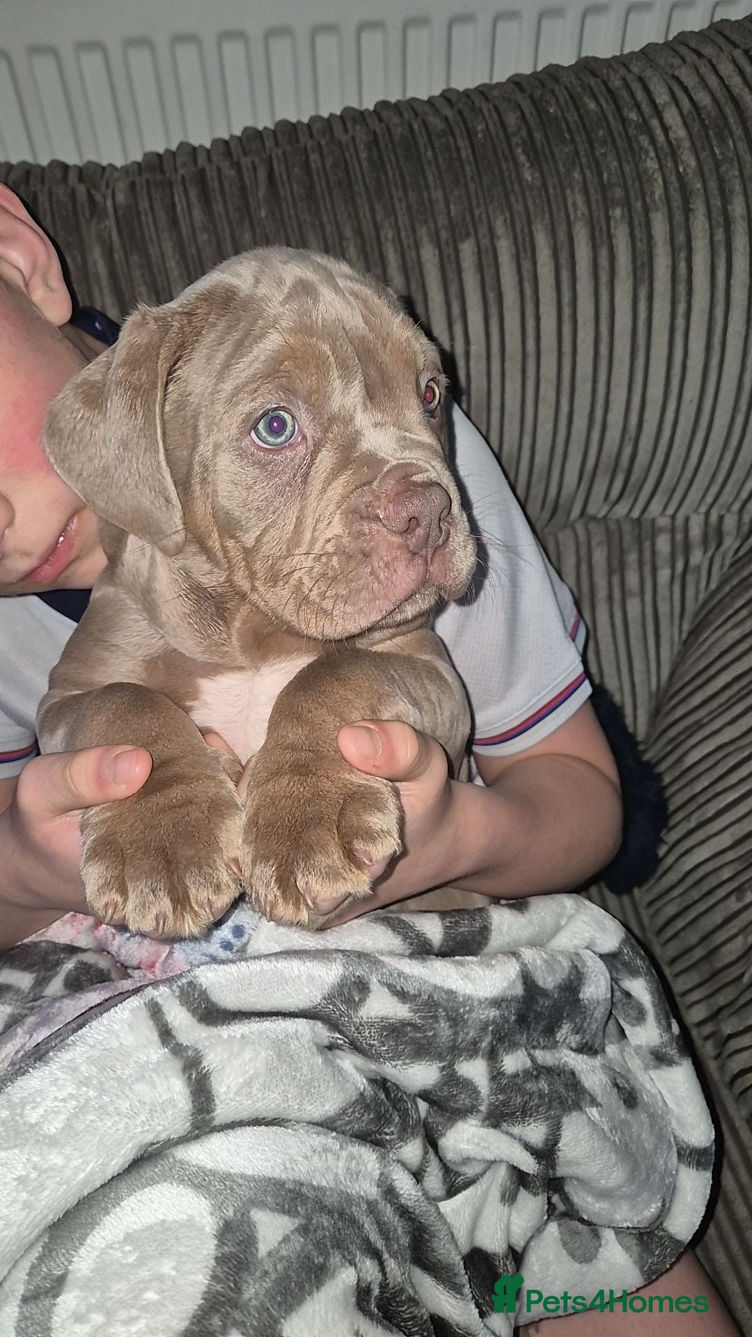 Olde English Bulldogge dogs for sale: Olde English bulldog puppies ready to leave  - Advert 8