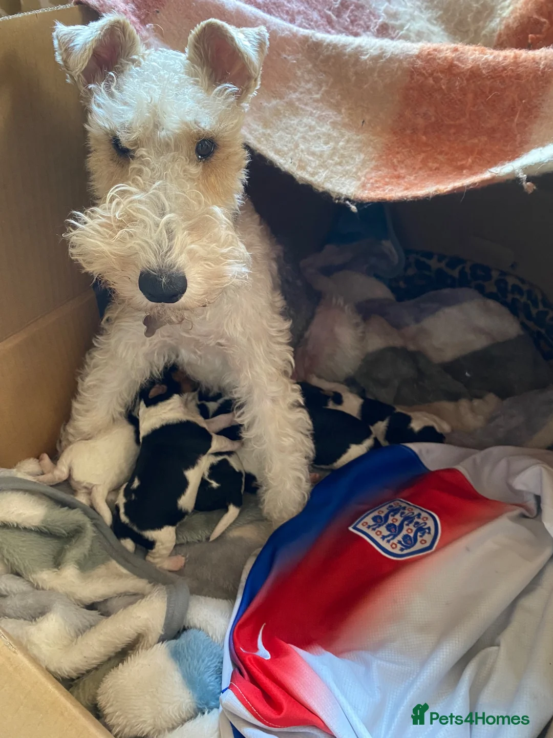Fox Terrier dogs for sale: Fox terrier female puppy - Advert 1