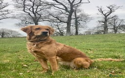 Golden Retriever dogs for sale: 🌟Gorgeous Golden Retriever Puppies🌟 - Image 12