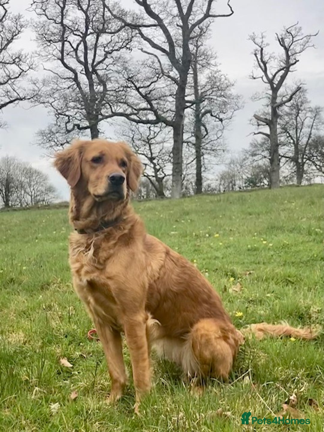 Golden Retriever dogs for sale: 🌟Gorgeous Golden Retriever Puppies🌟 - Image 12