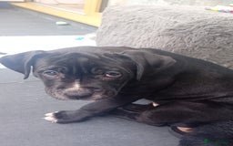 Mixed Breed dogs for sale: AMERICAN BULLDOG X ROTWILLER X CANE CORSO  - Image 1