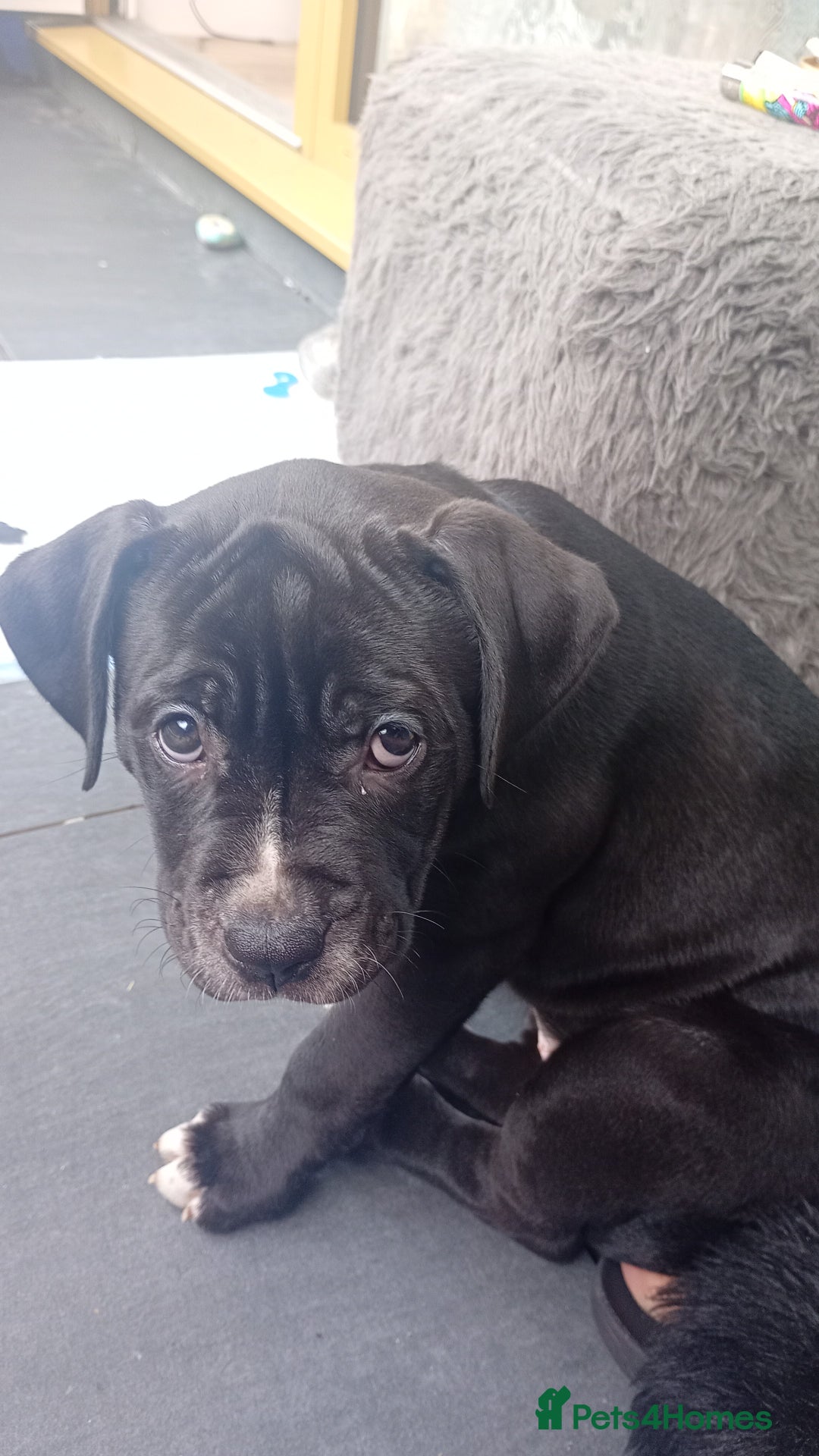 Mixed Breed dogs for sale: AMERICAN BULLDOG X ROTWILLER X CANE CORSO  - Image 1