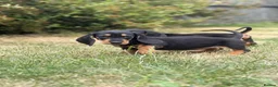 Mixed Breed dogs for sale: 🐾 Mini Bassets 🐾 - Advert 25