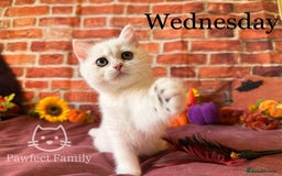 British Shorthair cats for sale: Superb pedigree show quality kittens - Image 9