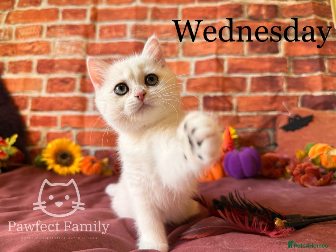 British Shorthair cats for sale: Superb pedigree show quality kittens - Image 9