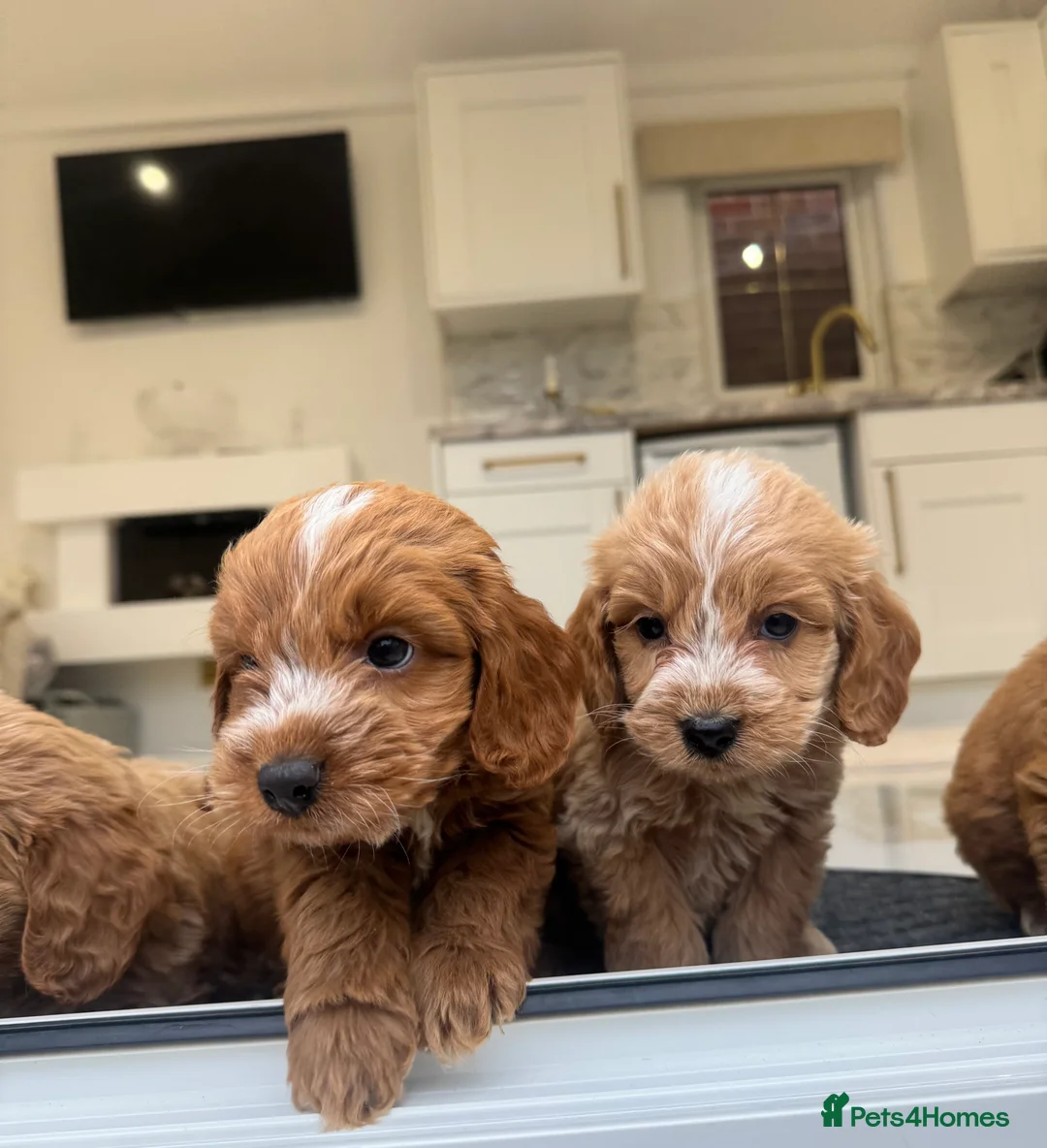 Cockapoo dogs for sale: F1 COCKAPOOS pra clear (council lincesed) - Advert 15