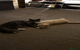 British Longhair cats for sale: X2 7 month old male kittens - Advert 14