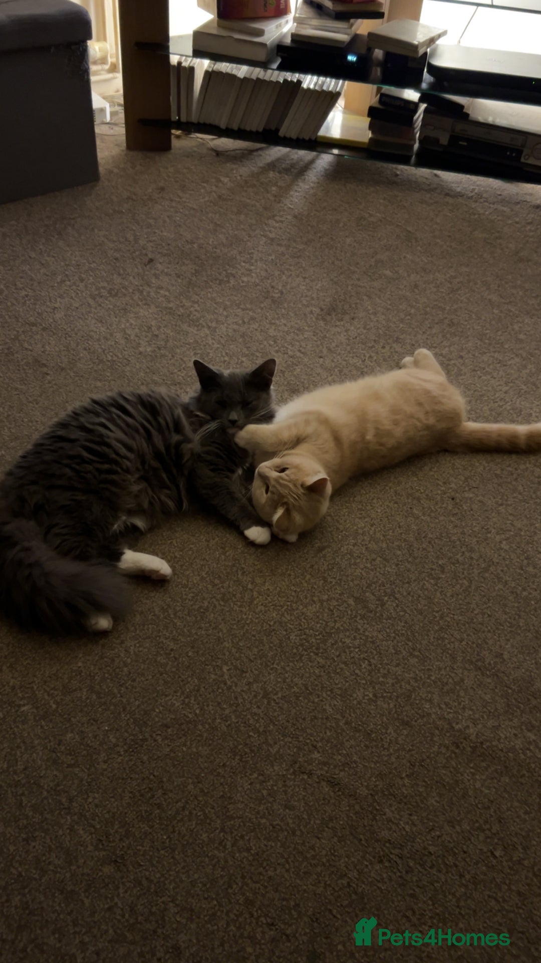 British Longhair cats for sale: X2 7 month old male kittens - Advert 14