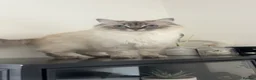 Ragdoll cats for sale: Stunning ragdoll kittens  - Advert 10