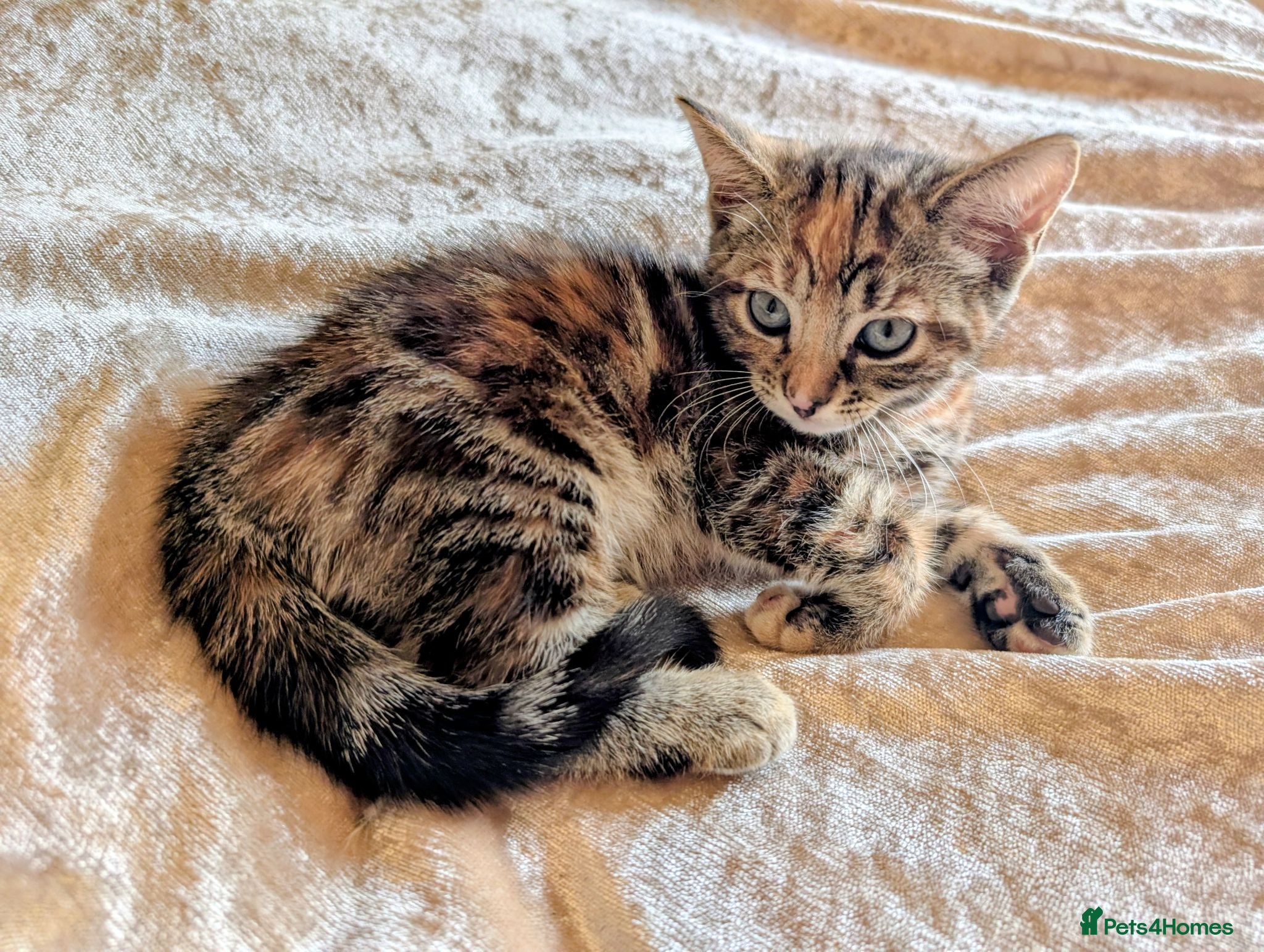 Mixed Breed cats Stunning litter of kittens - part BSH - Advert 1