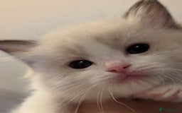 Ragdoll cats for sale: Two beautiful female ragdoll kittens - Image 7