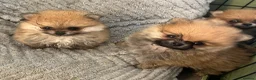Pomeranian dogs for sale: Cheap boy Pomeranians - Advert 2