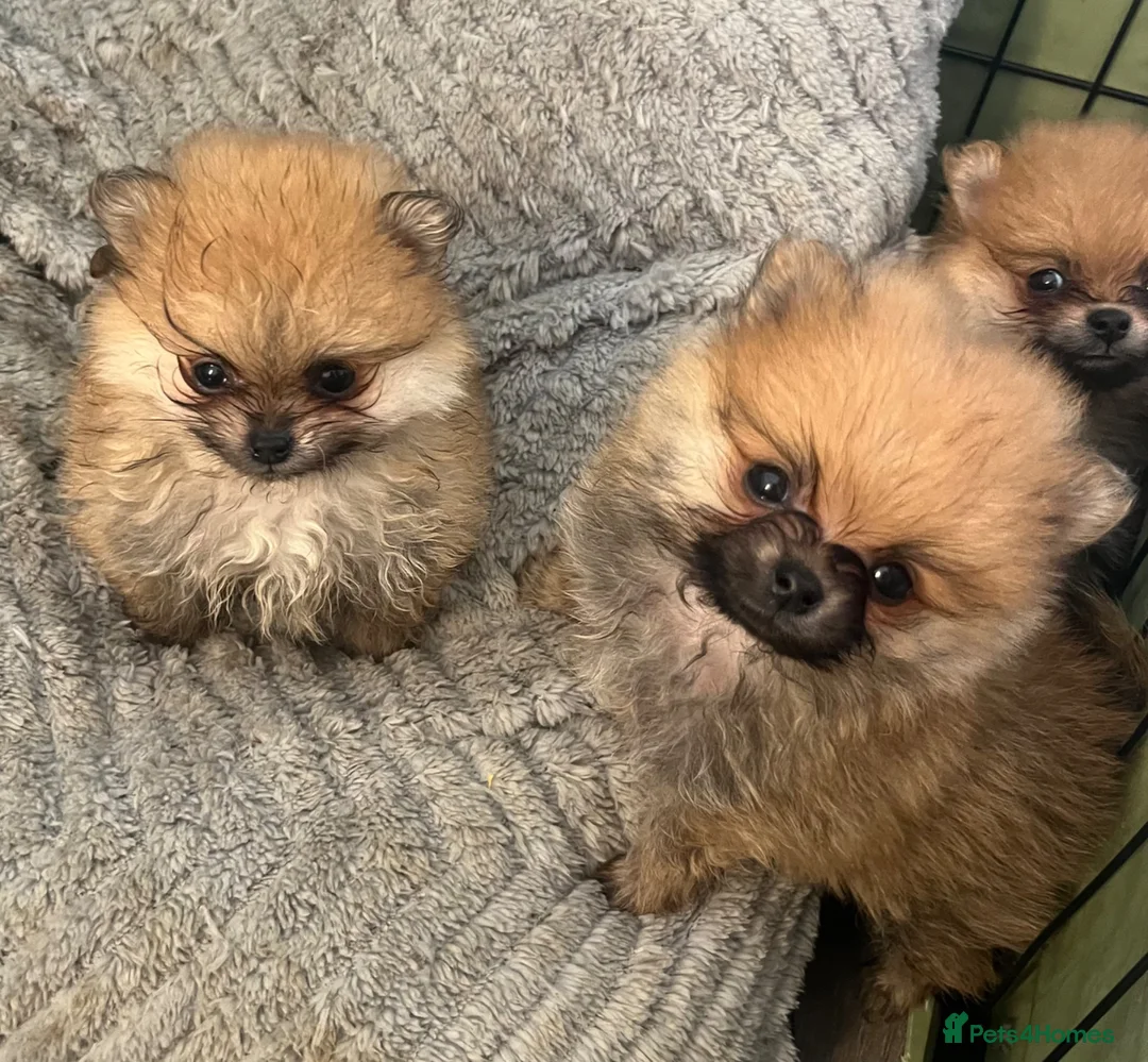 Pomeranian dogs for sale: Cheap boy Pomeranians - Advert 2