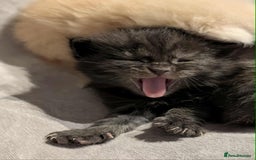 Maine Coon cats for sale: Maine Coon crossed Ragdoll kittens - Image 16