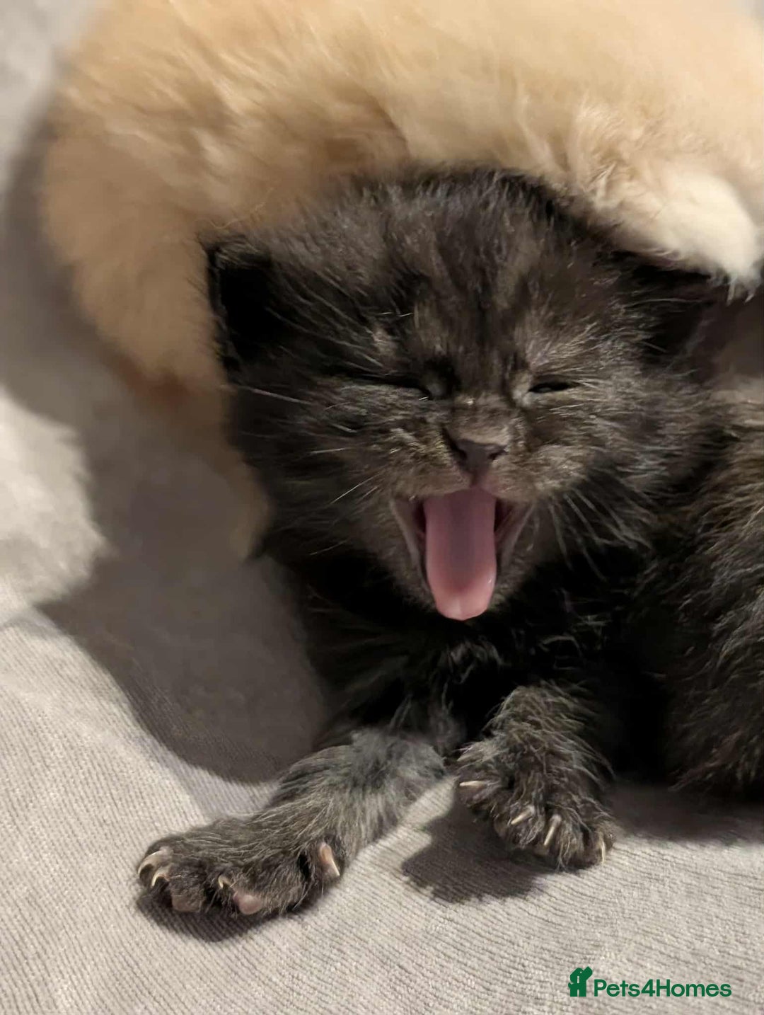 Maine Coon cats for sale: Maine Coon crossed Ragdoll kittens - Image 16