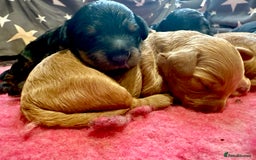 Cavapoo dogs for sale: 🐾Stunning F1B Cavapoo Puppies🐾 - Image 2