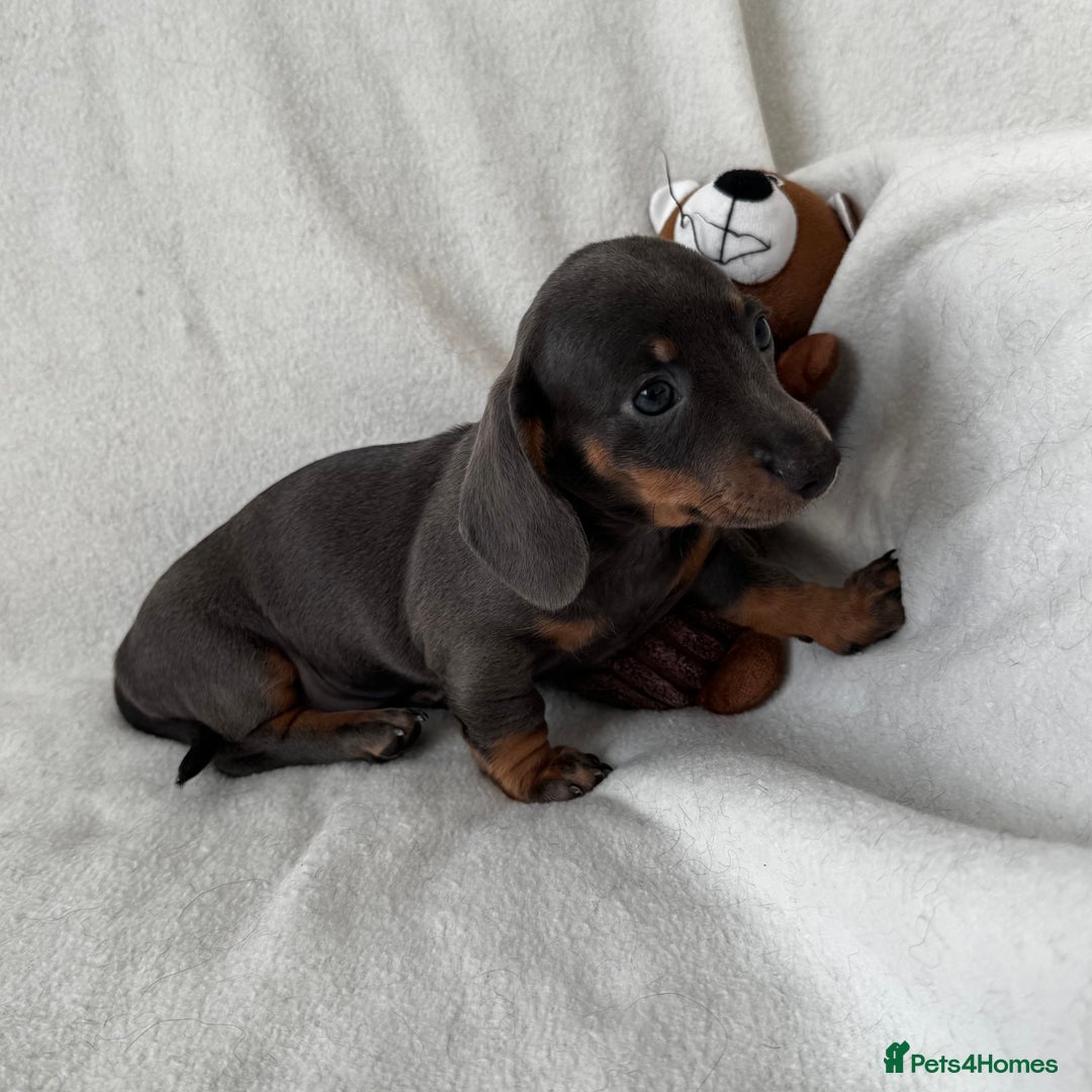 Dachshund dogs for sale: Mini smooth coat dachshunds  - Advert 19