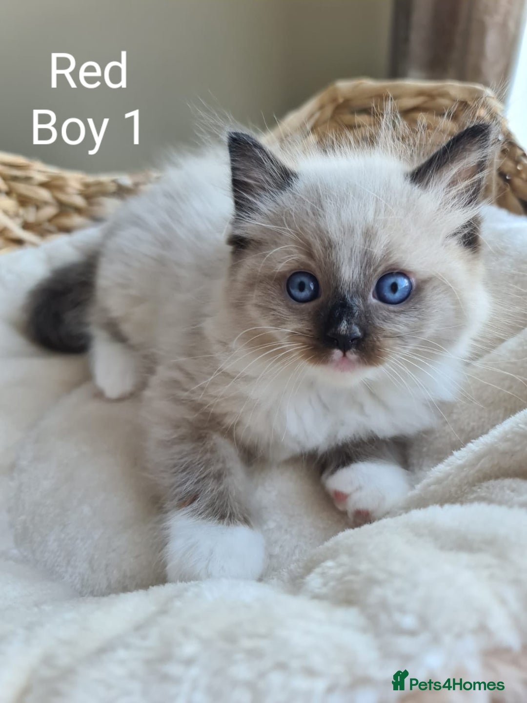 Ragdoll cats for sale: VERY BEAUTIFUL RAGDOLL KITTENS  - Image 7