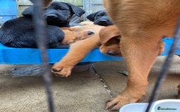 Labrador Retriever dogs for sale: Kc reg Labrador puppies injections flea worm chip - Image 6