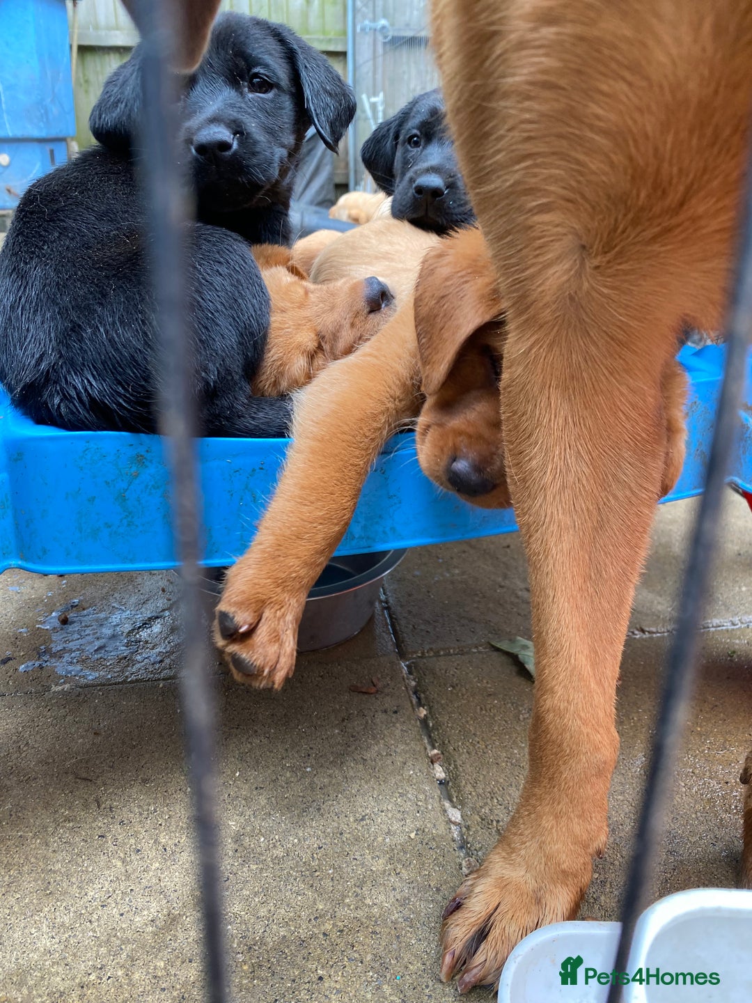 Labrador Retriever dogs for sale: Kc reg Labrador puppies injections flea worm chip - Image 6