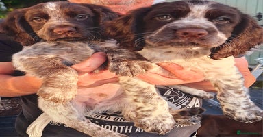 Cocker Spaniel dogs - Advert 2