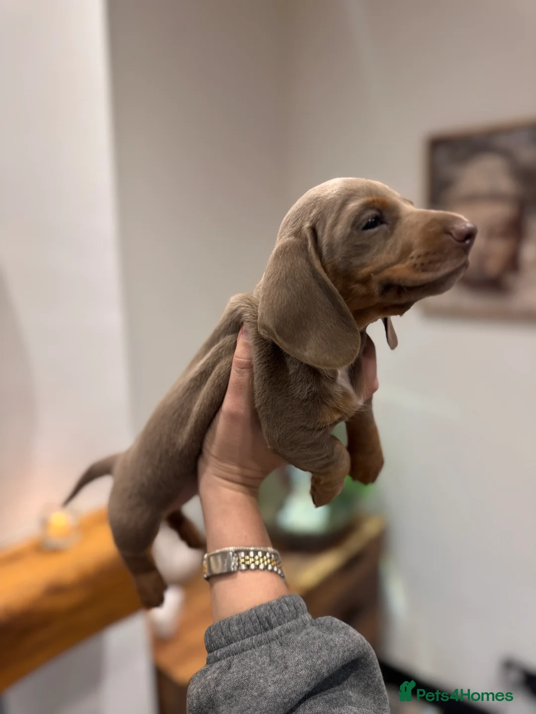 Miniature Dachshund dogs for sale: Miniature dachshund  - Advert 7