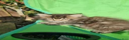 Maine Coon cats for sale: XXL Giant Main Coon  - Advert 12