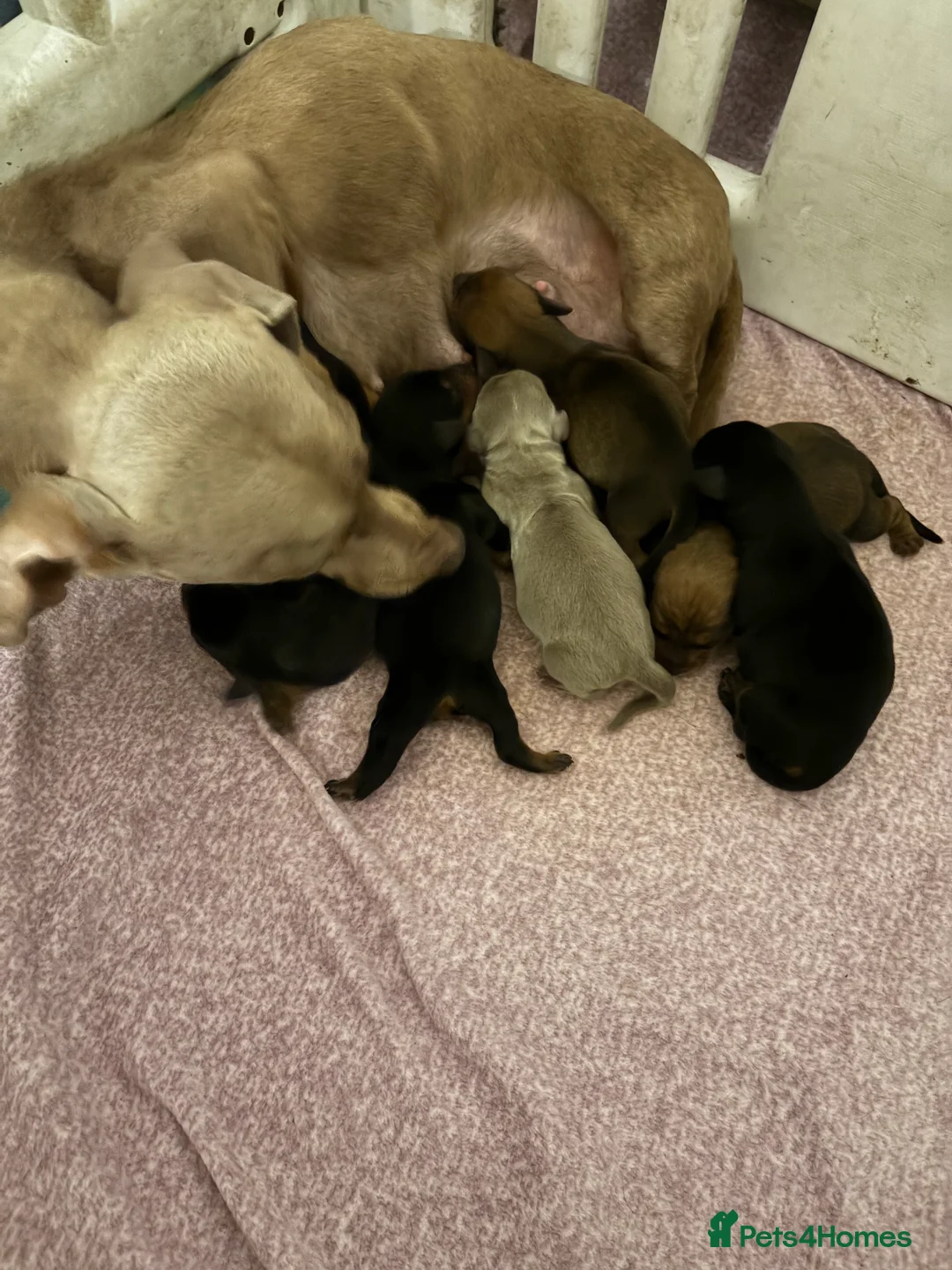 Miniature Dachshund dogs for sale: Miniature dachshund  - Advert 1