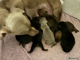 Miniature Dachshund dogs Miniature dachshund - Advert 1