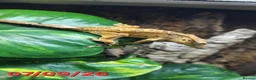 Gecko reptiles for sale: Dalmatian Crested Gecko Girl - Advert 2