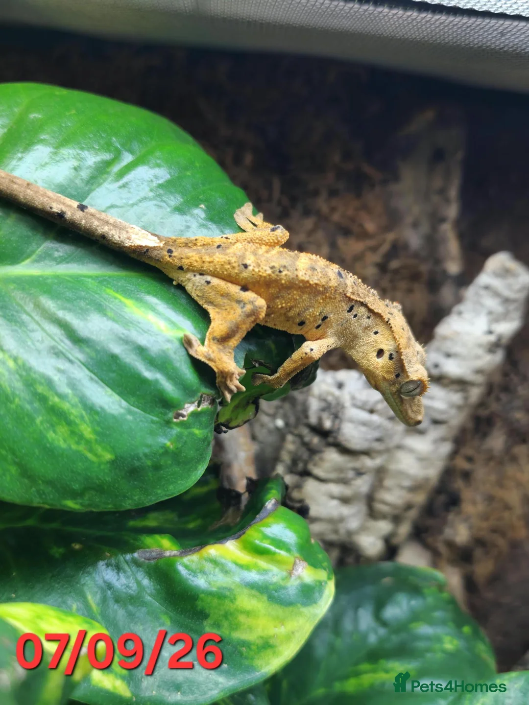 Gecko reptiles for sale: Dalmatian Crested Gecko Girl - Advert 2