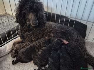 Toy Poodle dogs - Advert 10