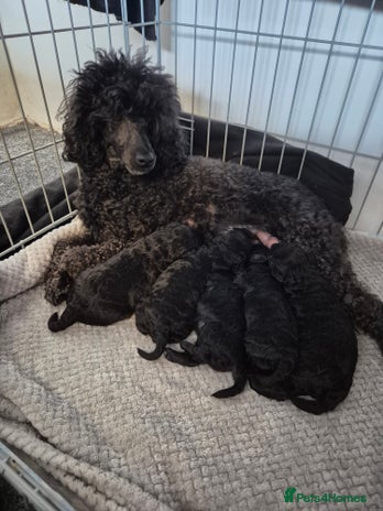 Toy Poodle dogs - Advert 4