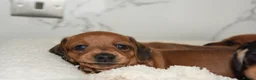 Miniature Dachshund dogs for sale: Beautiful Mini Dachshund Puppies – Home Raised - Advert 10