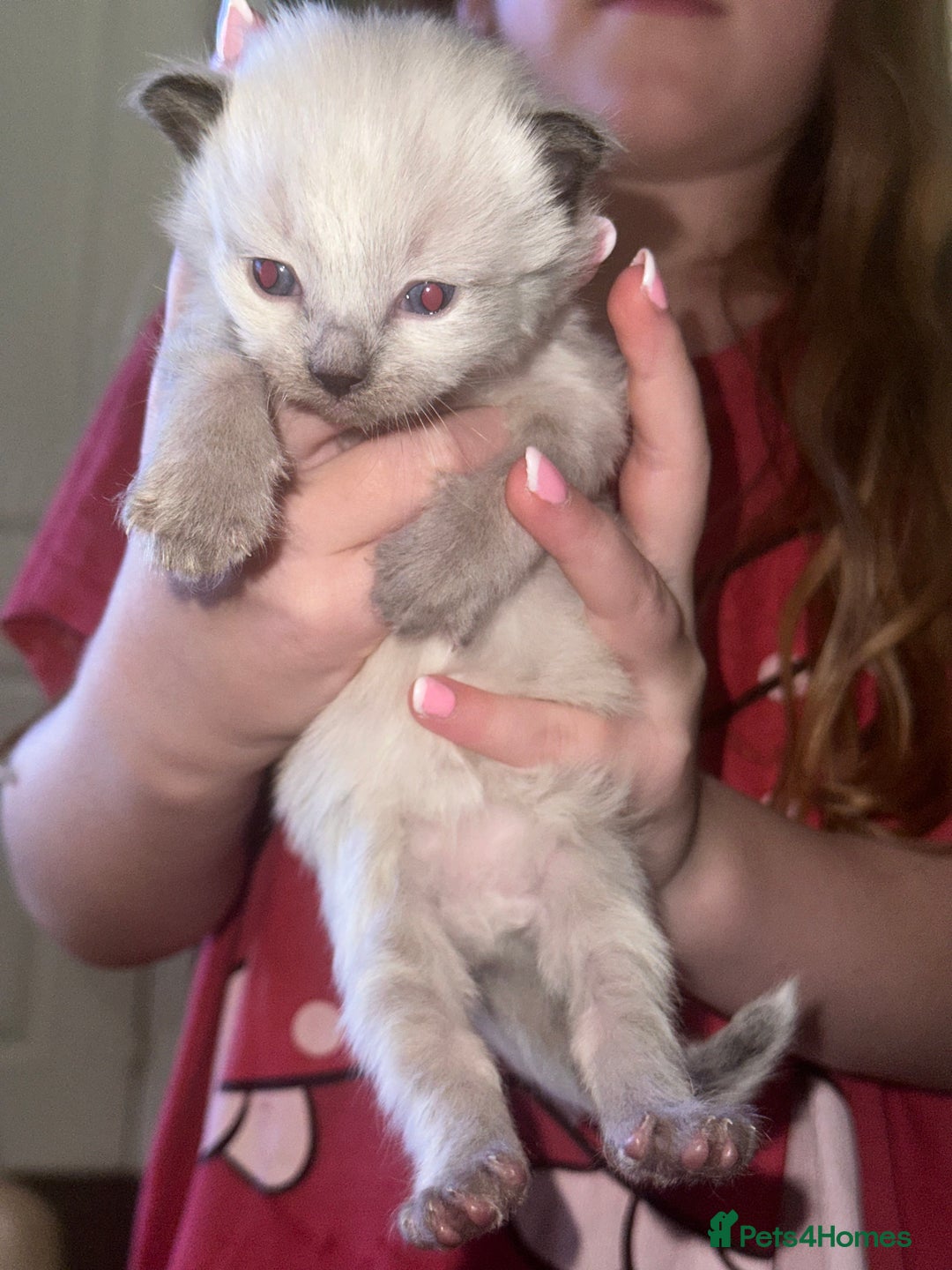 Siberian cats for sale: Full Siberian Litter. Quick sales before holiday - Image 31