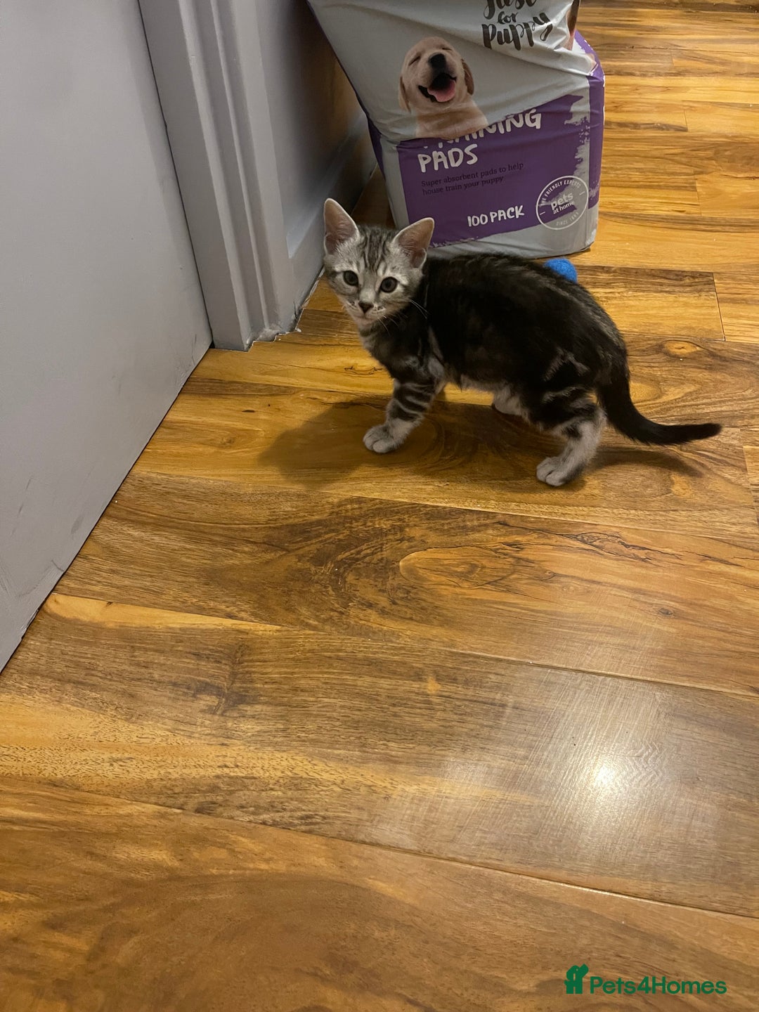 Bengal cats for sale: Silver charcoal bengals pets/queens/studs - Image 10