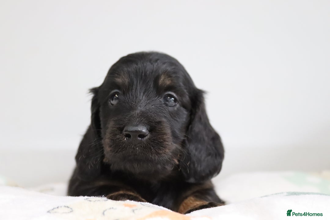 Miniature Dachshund dogs for sale: Ready now miniature long haired dachshunds in Stowmarket - Image 6