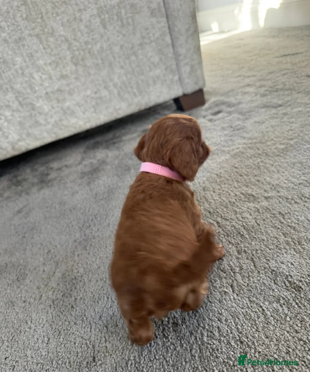 Cavalier King Charles Spaniel dogs for sale: Outstanding Cavalier King Charles Spaniel Puppies  in Moreton-in-Marsh - Advert 5