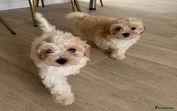 Maltipoo dogs for sale: F1 Maltipoo puppies  - Image 3