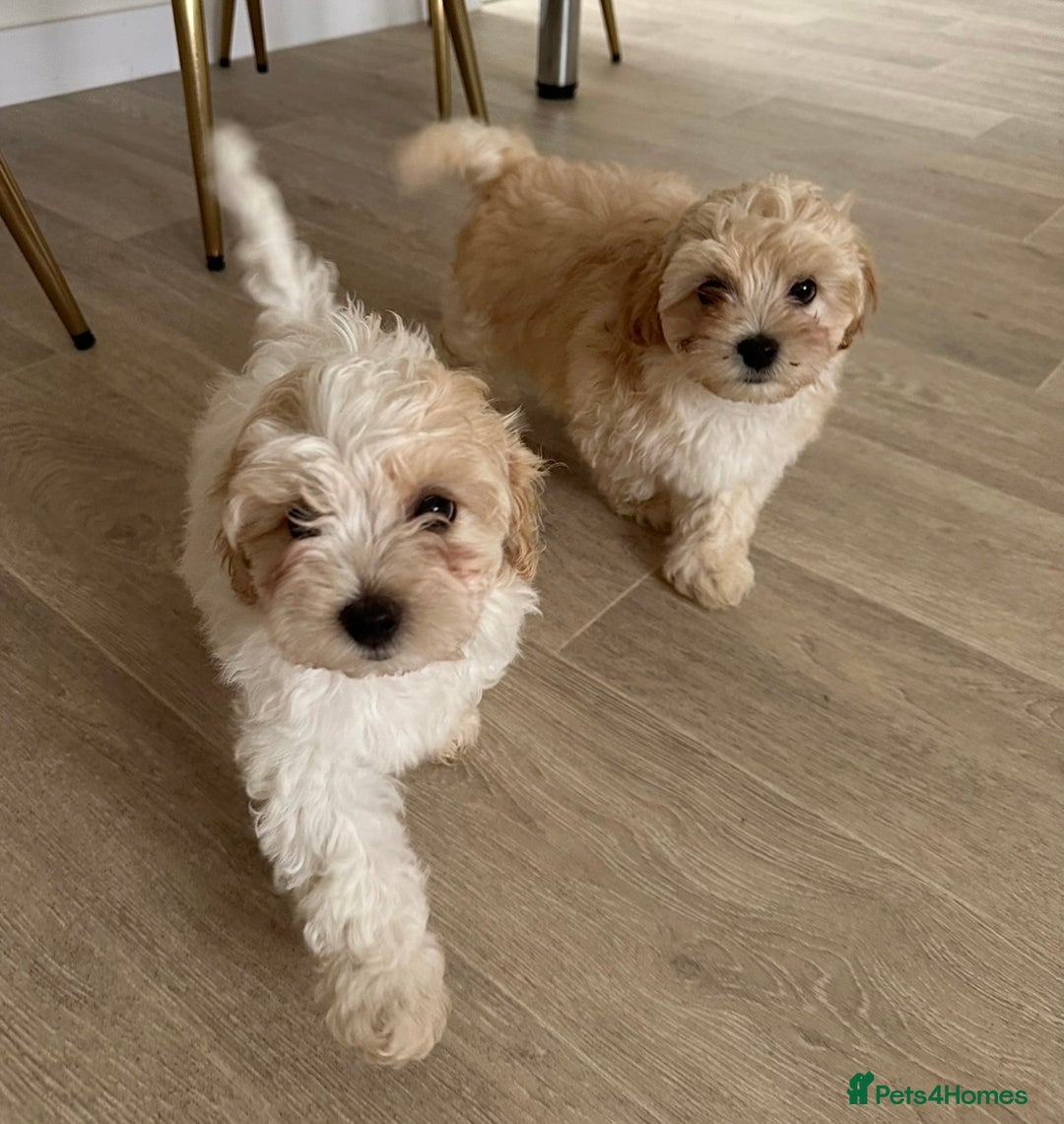 Maltipoo dogs for sale: F1 Maltipoo puppies  - Image 3