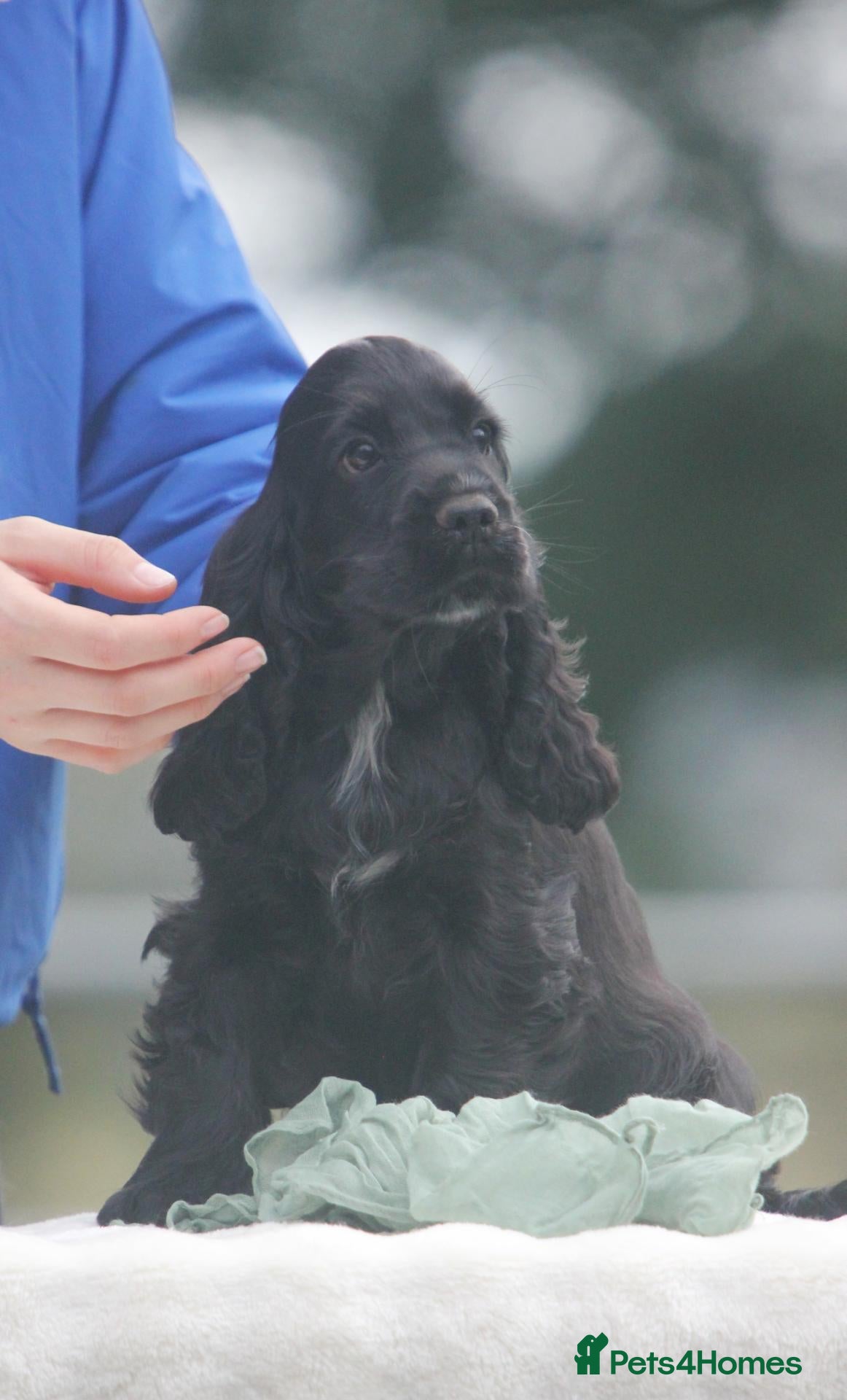 Cocker Spaniel dogs Fully Health Tested Show Type Cocker Spaniels  - Advert 1