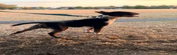 English Bull Terrier dogs for stud: Tri English bull terrier stud proven - Advert 12