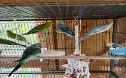 Budgerigars birds for sale: Budgies, mixed colours and sexes  - Image 2